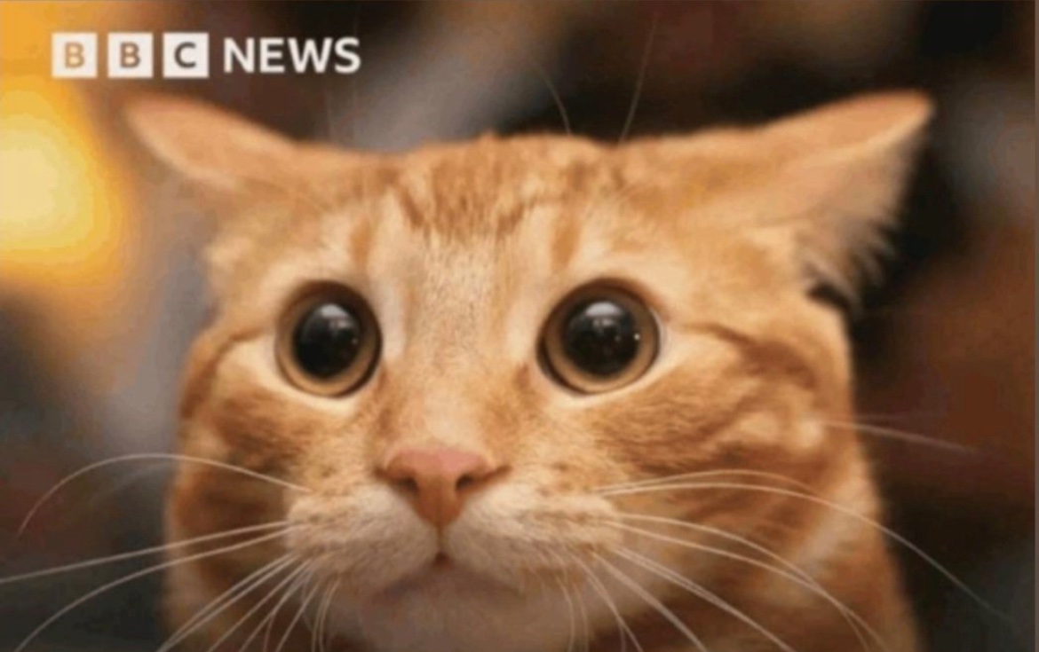 Close-up of the orange hi cat staring into the camera