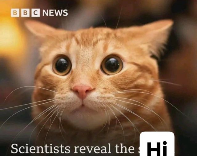 News graphic of the hi cat that ends on the word Hi